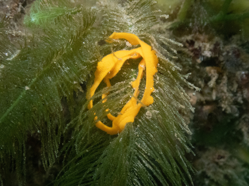 Nudibranchs from 2900 Point Nepean Rd, Blairgowrie VIC 3942, Australia ...