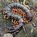 Scolopendra hainanum - Photo (c) 豆豆, all rights reserved, uploaded by 豆豆