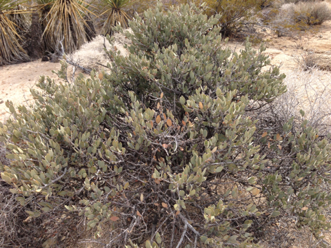 jojoba
