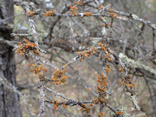 Golden-eye Lichen