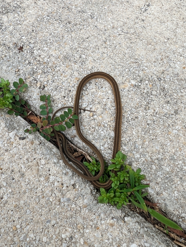 Peninsula Ribbon Snake from Boca Raton, FL 33428, USA on January 26
