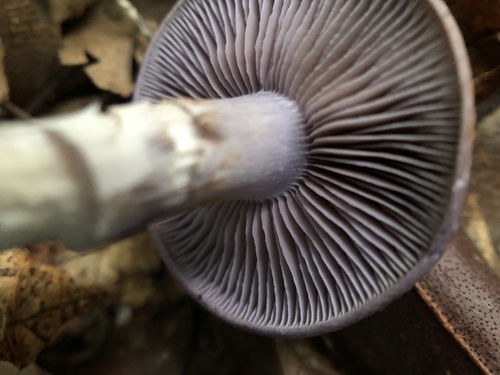 Viscid Violet Cort