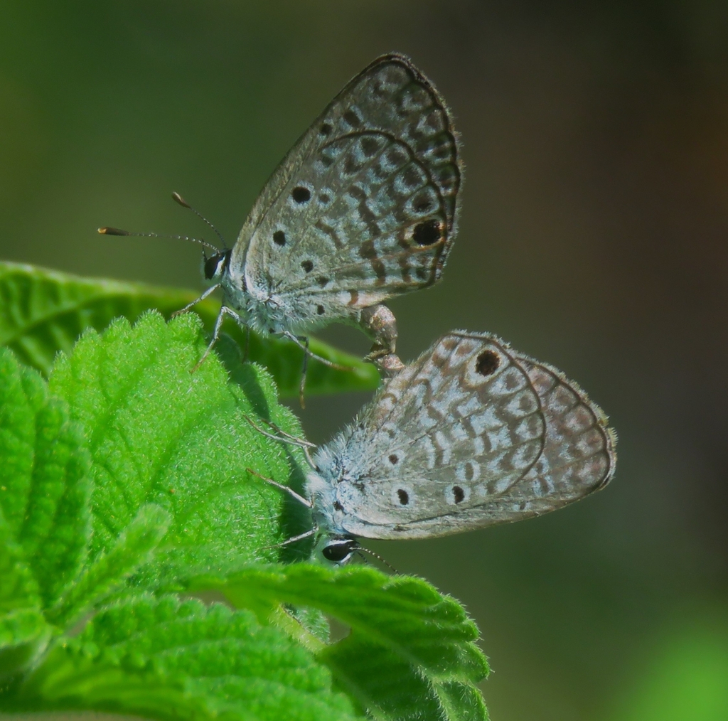 Ceraunus Blue from Capurgana on January 29, 2023 at 01:22 PM by ...