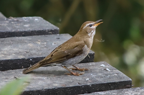 Grey-sided Thrush