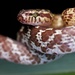 Northern Marbled Nocturnal Tree Snake - Photo (c) pbertner, all rights reserved, uploaded by pbertner