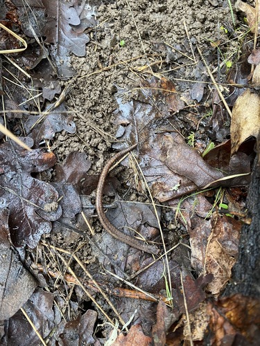 iNaturalist observation photo of California Slender Salamander