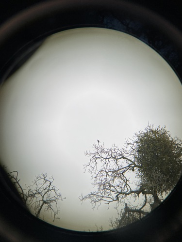 iNaturalist observation photo of Phainopepla