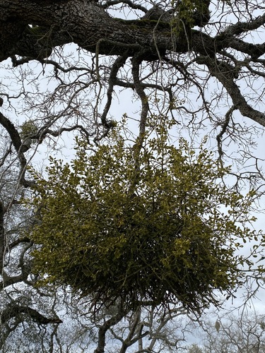 iNaturalist observation photo of oak mistletoe