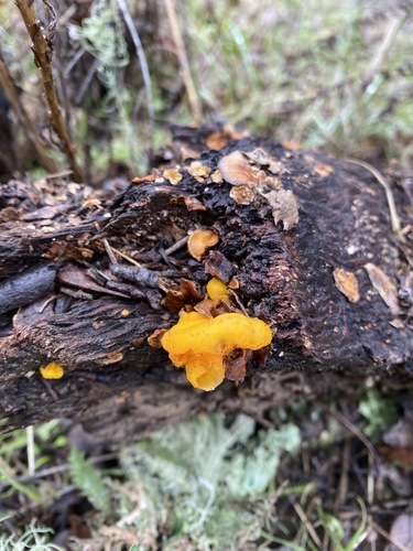iNaturalist observation photo of Orange Jelly Spot