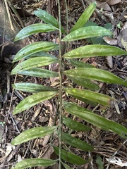 Zamia fairchildiana image