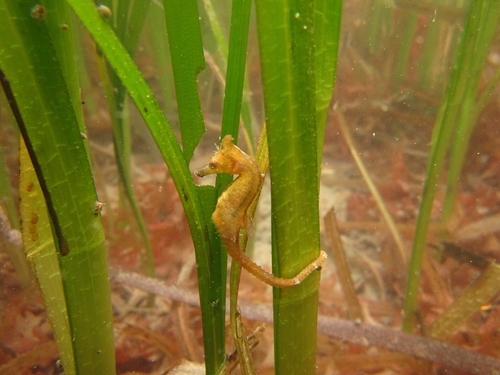Crowned Seahorse - Photo (c) knps, all rights reserved