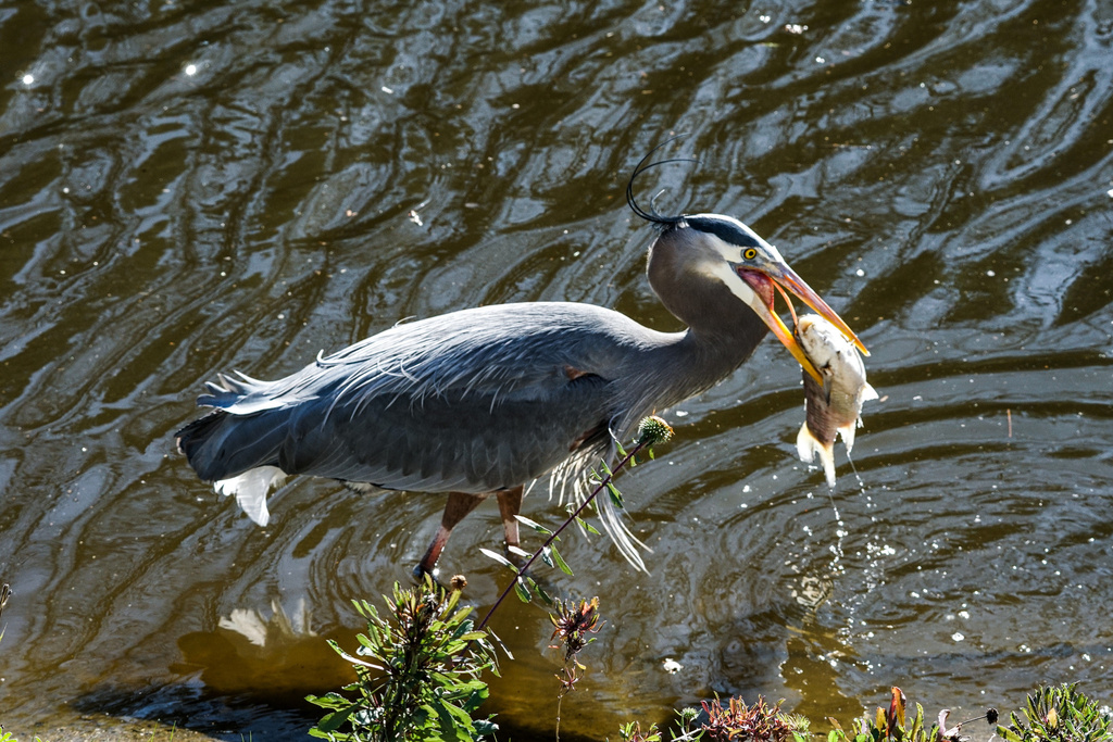 Great Blue Heron In February 2023 By Camerino INaturalist   Large 