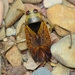 Peppered Backswimmer - Photo (c) Valter Jacinto, all rights reserved