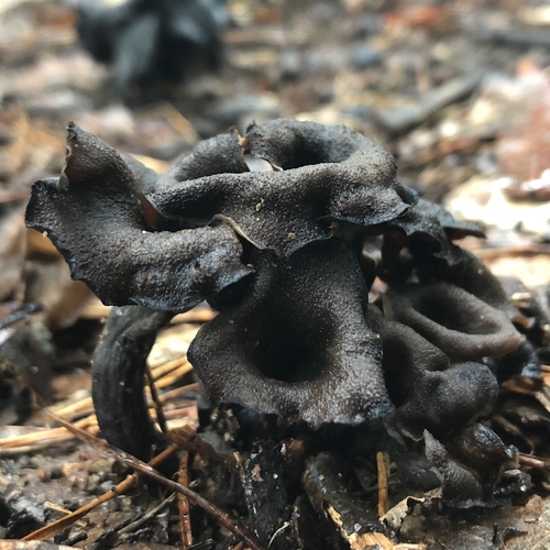 Horn-of-plenty