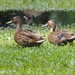 Hawaiian Duck - Photo (c) Wendy Feltham, all rights reserved, uploaded by Wendy Feltham