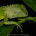 Mocquard's Eyebrow Lizard - Photo (c) Artur Tomaszek, all rights reserved, uploaded by Artur Tomaszek