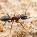 Camponotus dumetorum - Photo (c) Winsten Slowswakey, todos los derechos reservados, subido por Winsten Slowswakey