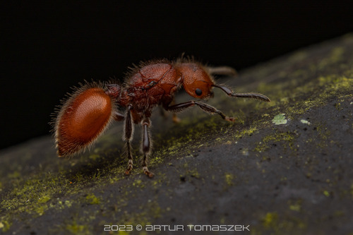 Meranoplus castaneusMeranoplus castaneus