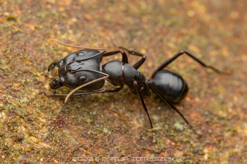 奥特朗弓背蚁Camponotus autrani