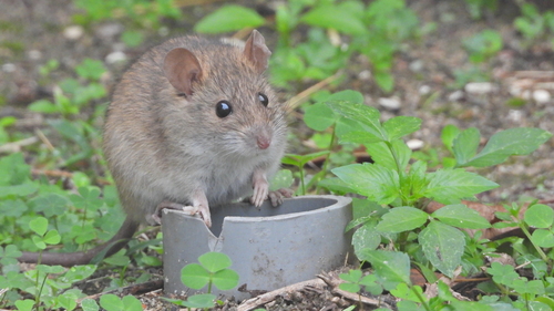 Rice-field Rat