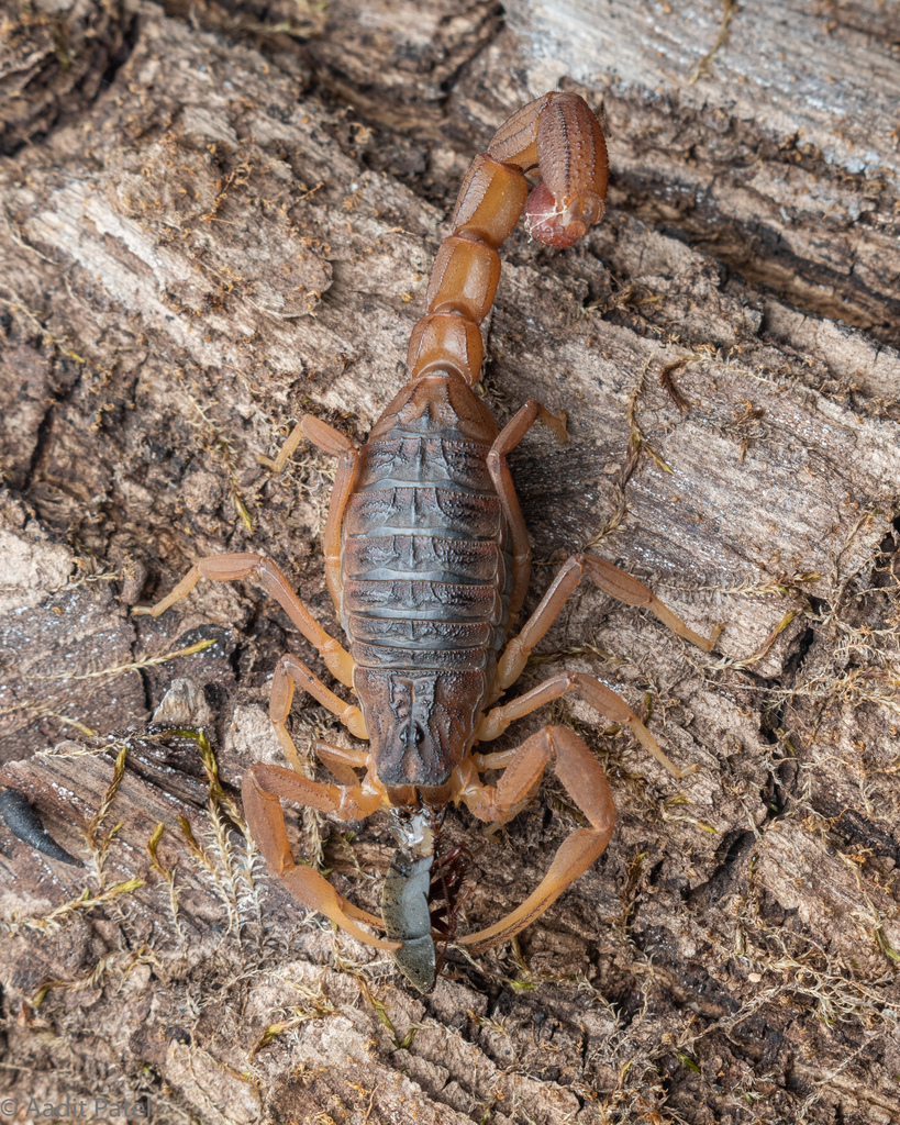 Indian Red Scorpion from valsad on November 10, 2022 by Aadit Patel ...