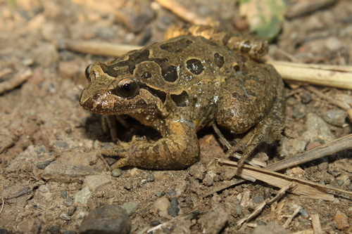 Subspecies Discoglossus galganoi jeanneae · iNaturalist