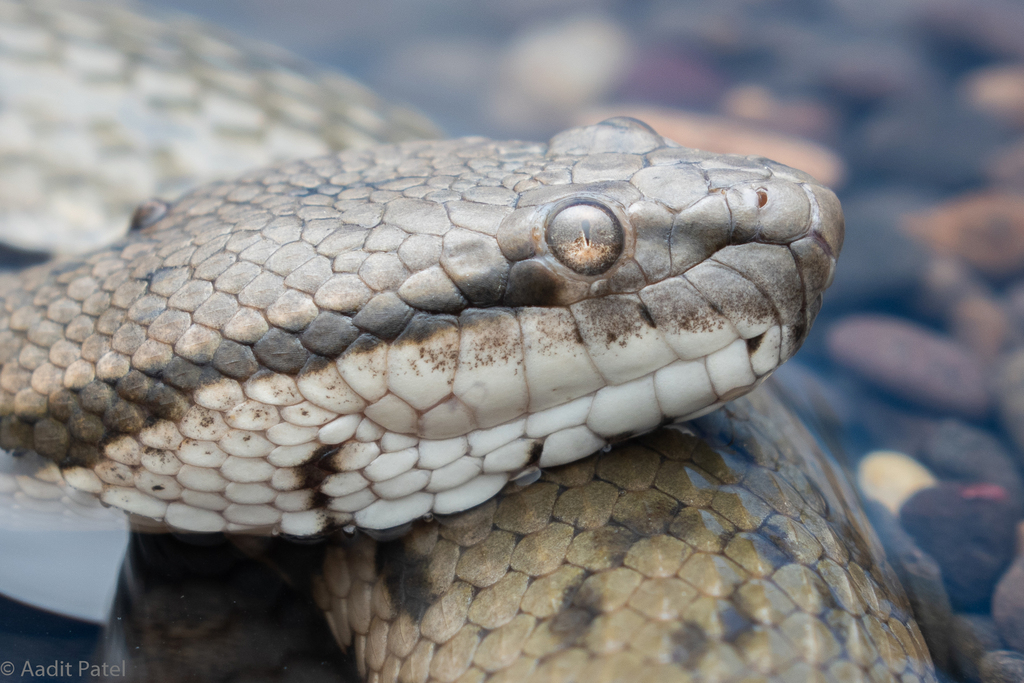 Asian Bockadam (Cerberus rynchops) · iNaturalist