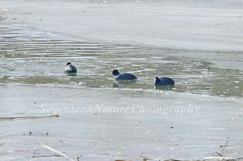 Eurasian Coot