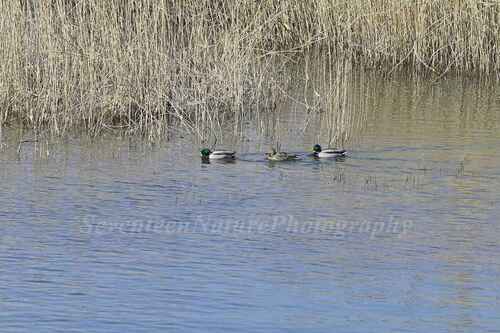 Mallard