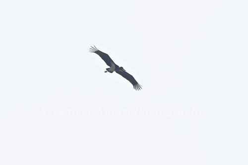 Black Stork