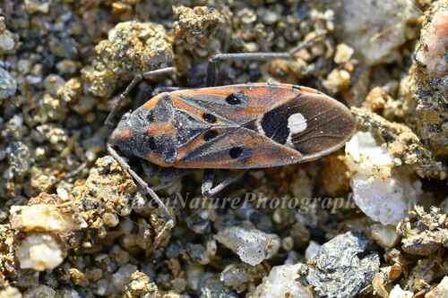 Lygaeus hanseni
