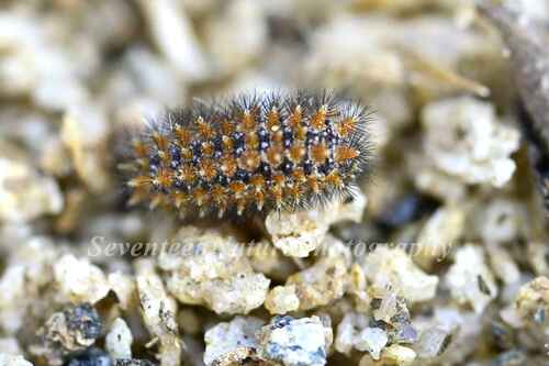 Melitaea didymoides