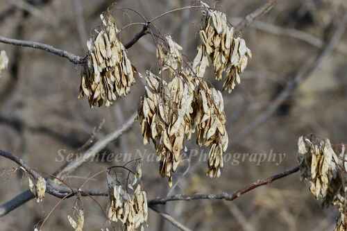 tree-of-heaven