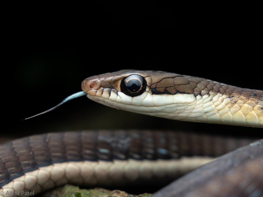 Common Bronzeback Tree Snake (Dendrelaphis tristis) · iNaturalist