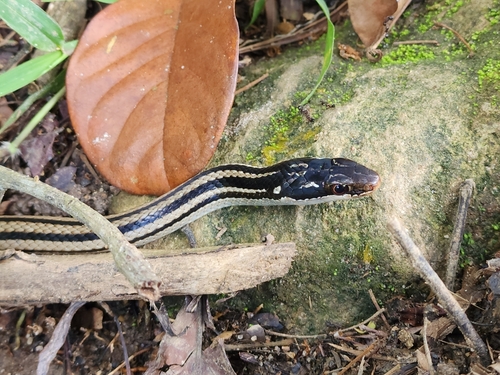 Four-striped Snake