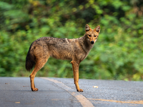 Golden Jackal