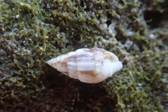 Otopleura auriscati image