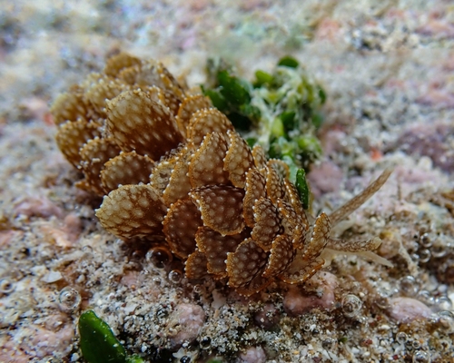 Ortea's Cyerce