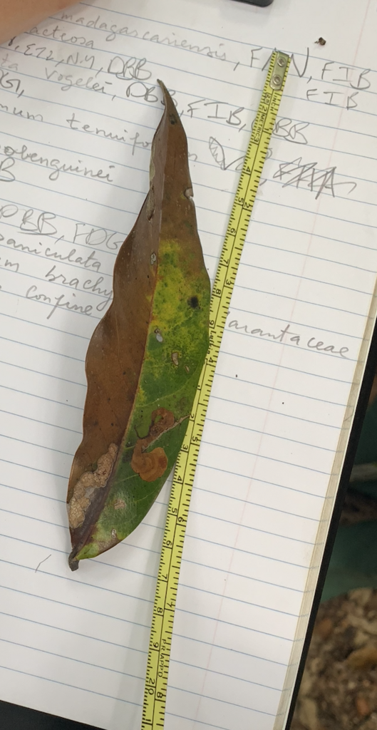 Duguetia confinis