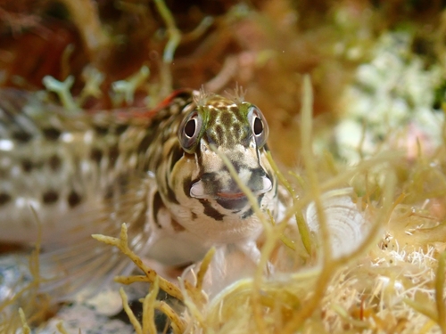 Rock-pool Blenny