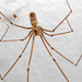 Long-bodied Cellar Spider - Photo (c) Fero Bednar, all rights reserved, uploaded by Fero Bednar