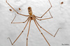 Long-bodied Cellar Spider - Photo (c) Fero Bednar, all rights reserved, uploaded by Fero Bednar