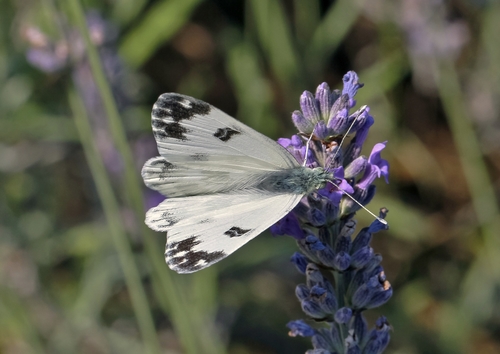 Eastern Bath White