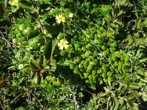 Fleshy Yellow-sorrel