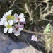 Physaria purpurea - Photo (c) rmillerwell, todos los derechos reservados