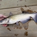 Channel Catfish - Photo (c) Mickle, all rights reserved, uploaded by Mickle