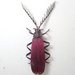 Macrolycus flabellatus - Photo (c) 栗鼠, כל הזכויות שמורות, הועלה על ידי 栗鼠