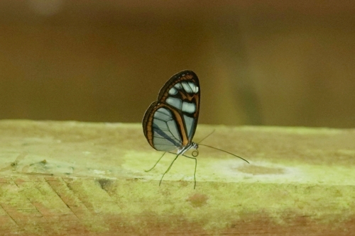 Oleria flora
