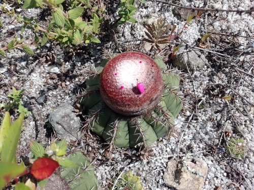 Cone-like Turk's-head cactus (Melocactus conoideus)