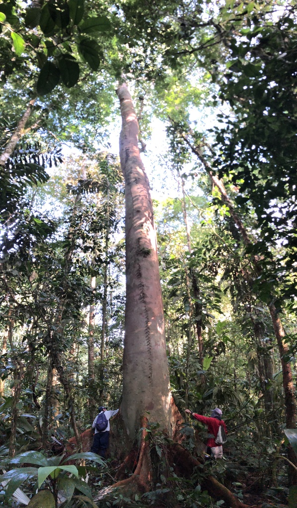 Hymenolobium mesoamericanum from Sarapiquí, Heredia, CR on January 24 ...